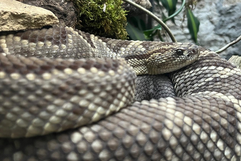 Centro de conservación de reptiles