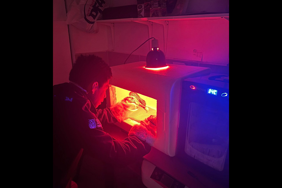 Programa de manejo y crianza de cóndores andinos bajo cuidado profesional