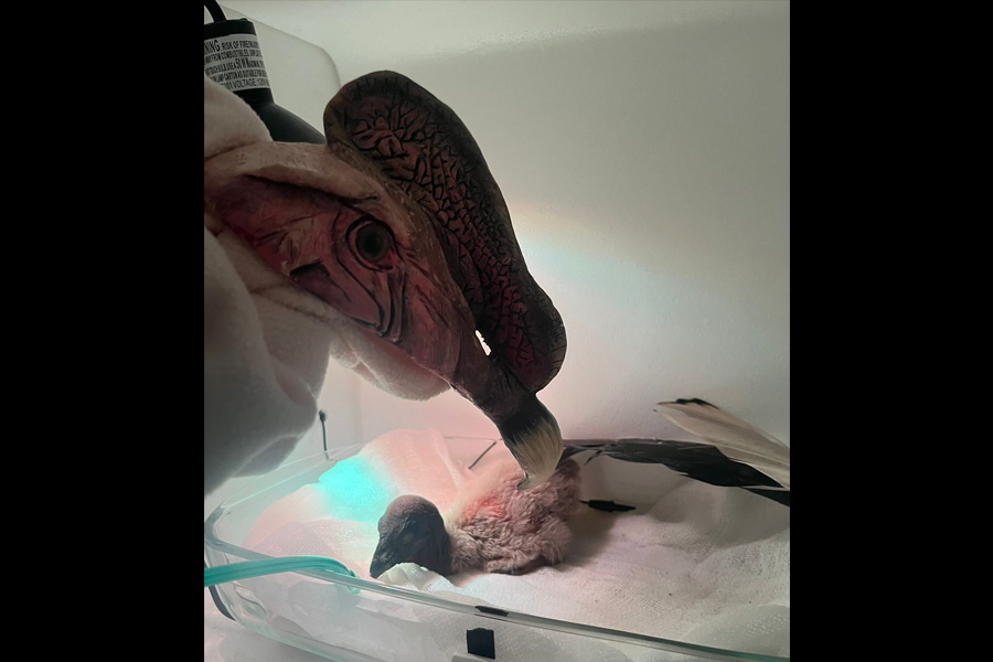 Programa de manejo y crianza de cóndores andinos bajo cuidado profesional