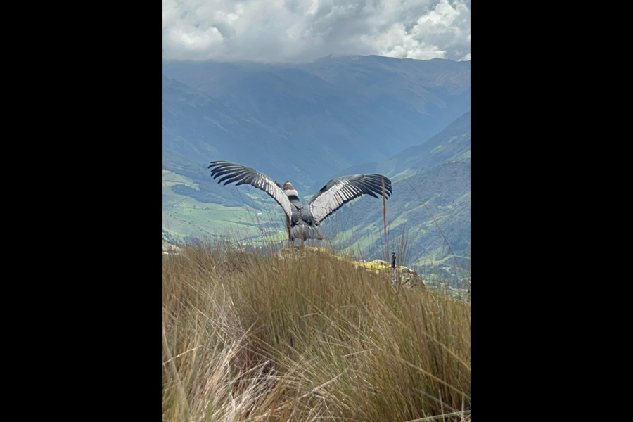 Rescate y rehabilitación de cóndores vulnerados