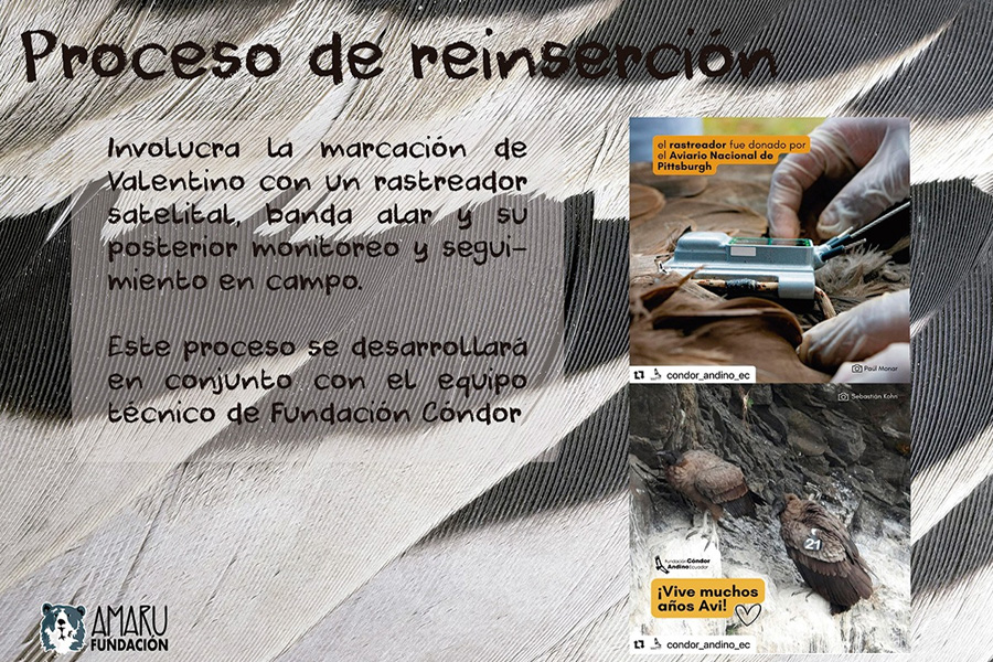 Rescate y rehabilitación de cóndores vulnerados