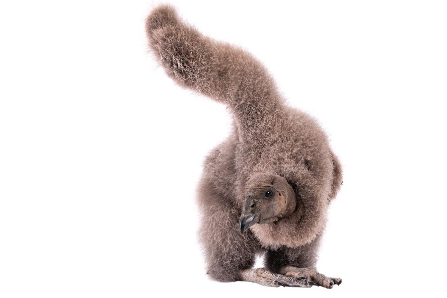 Programa de manejo y crianza de cóndores andinos bajo cuidado profesional