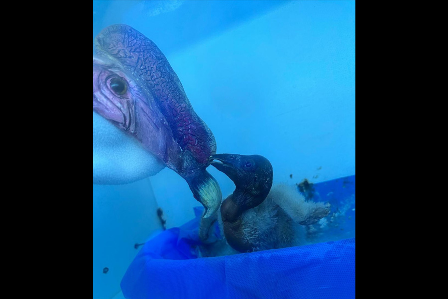 Programa de manejo y crianza de cóndores andinos bajo cuidado profesional