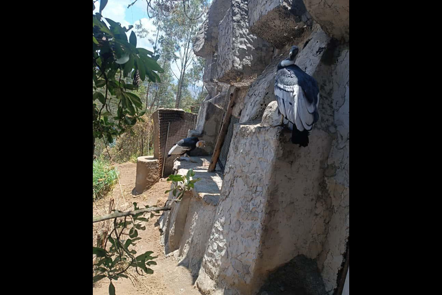 Programa de manejo y crianza de cóndores andinos bajo cuidado profesional