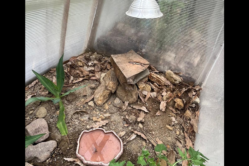 Guardianes de la Coliazul