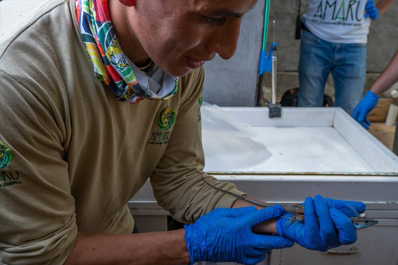 Guardianes de la Coliazul