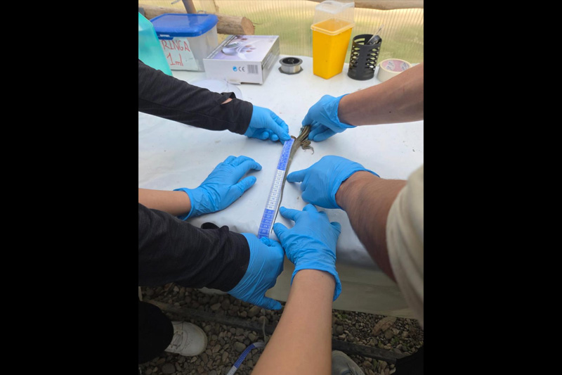 Guardianes de la Coliazul