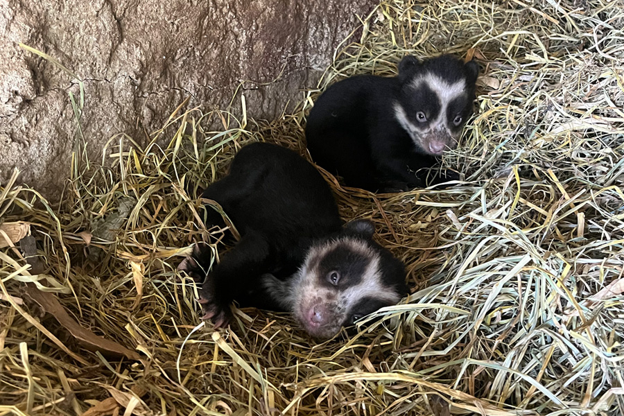 Oso Andino Proyectos de Conservación