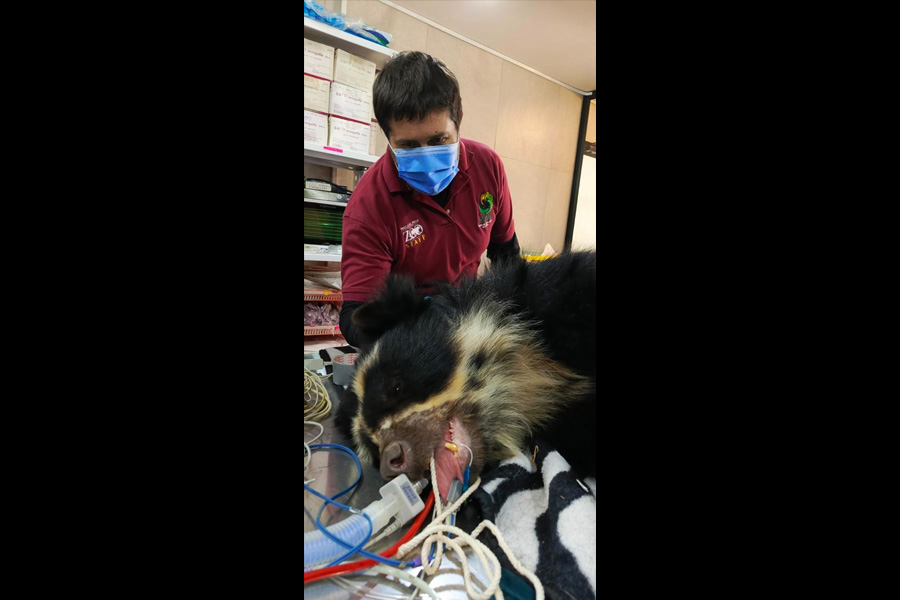 Oso Andino Proyectos de Conservación