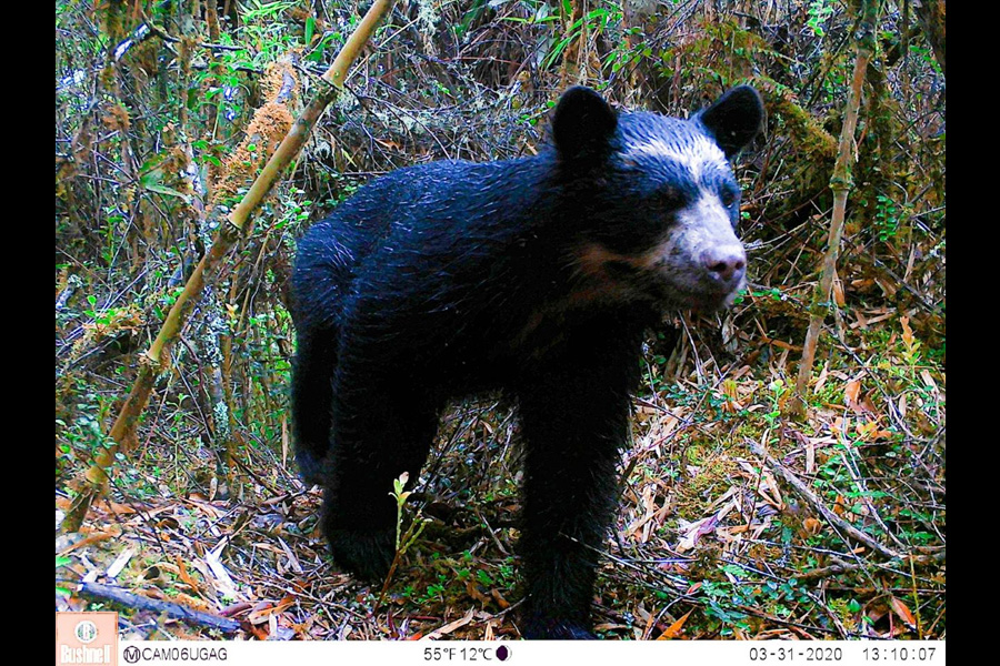 Oso Andino Proyectos de Conservación