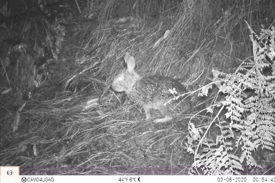 Oso Andino Proyectos de Conservación