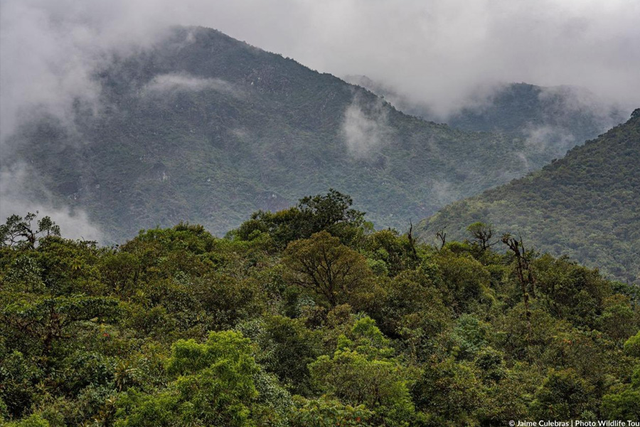 Oso Andino Proyectos de Conservación