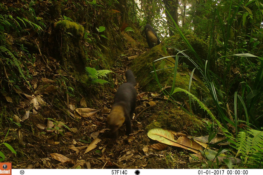 Oso Andino Proyectos de Conservación
