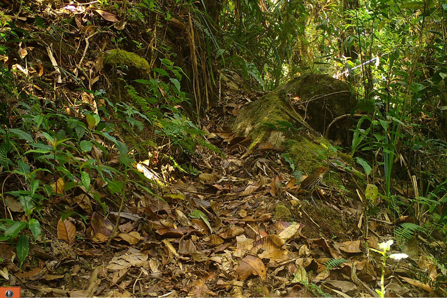 Oso Andino Proyectos de Conservación