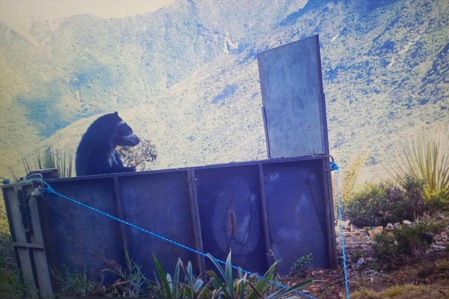 Oso Andino Proyectos de Conservación