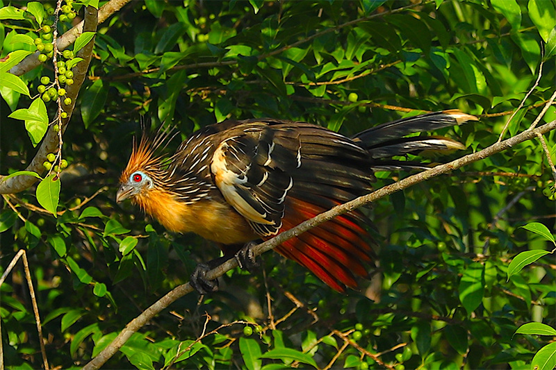 Reserva Selva Eterna