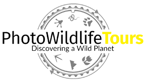 Photo Wildlife Tours