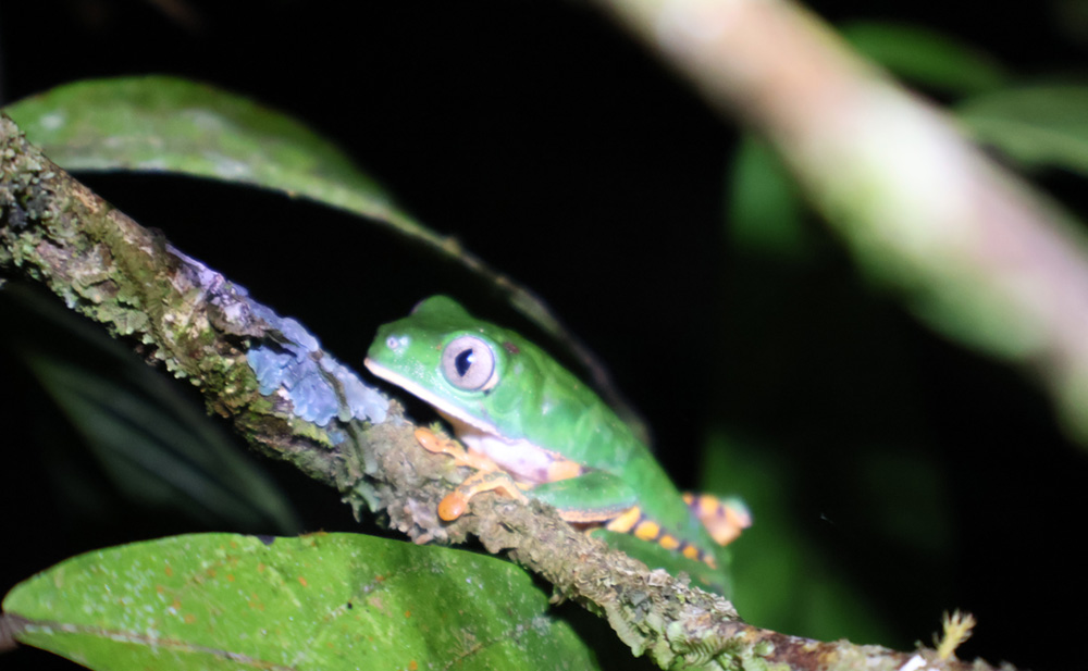 Reserva Selva Eterna