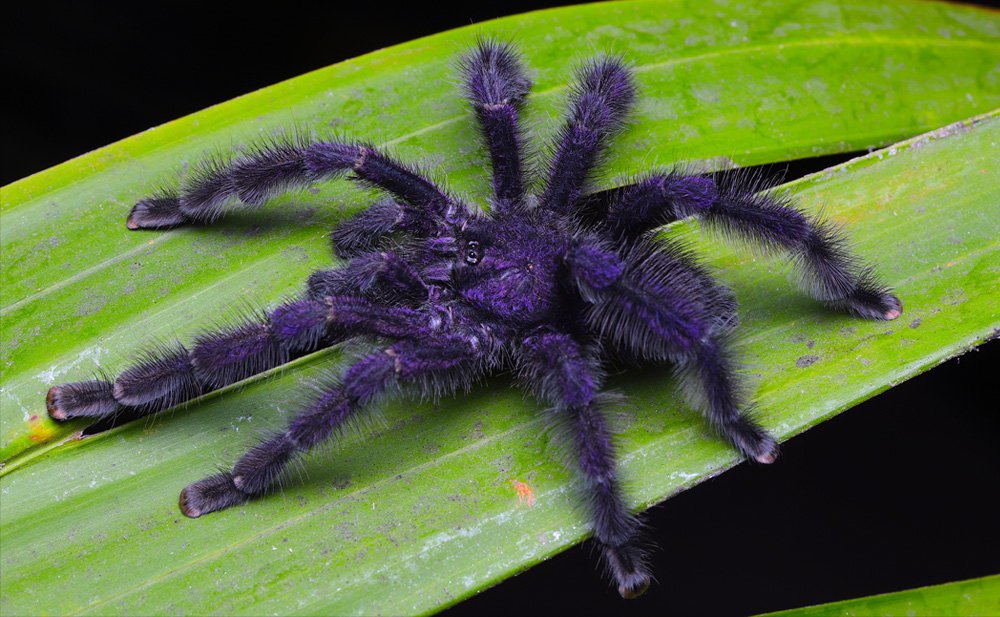 Reserva Selva Eterna