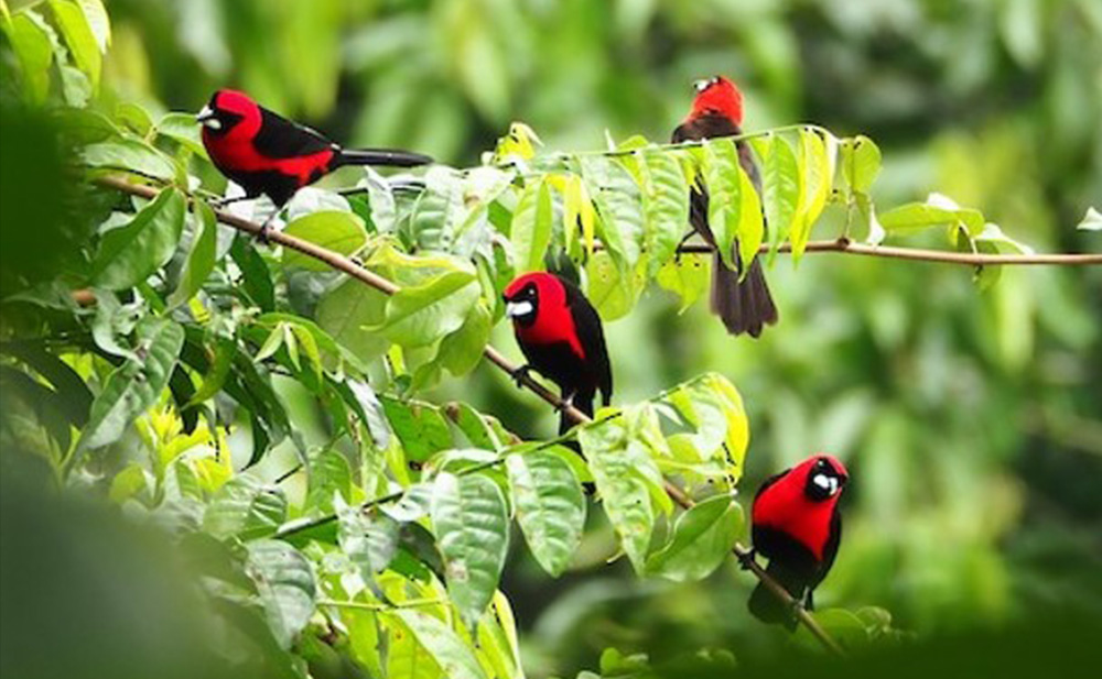 Reserva Selva Eterna