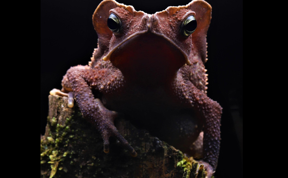 Reserva Selva Eterna