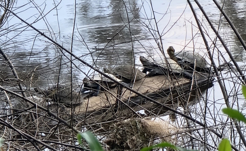 Reserva Selva Eterna