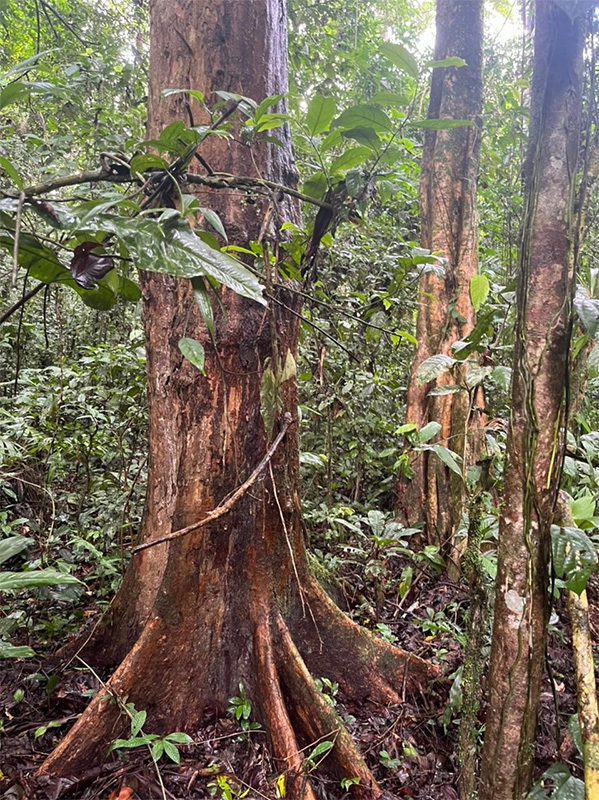 Reserva Selva Eterna