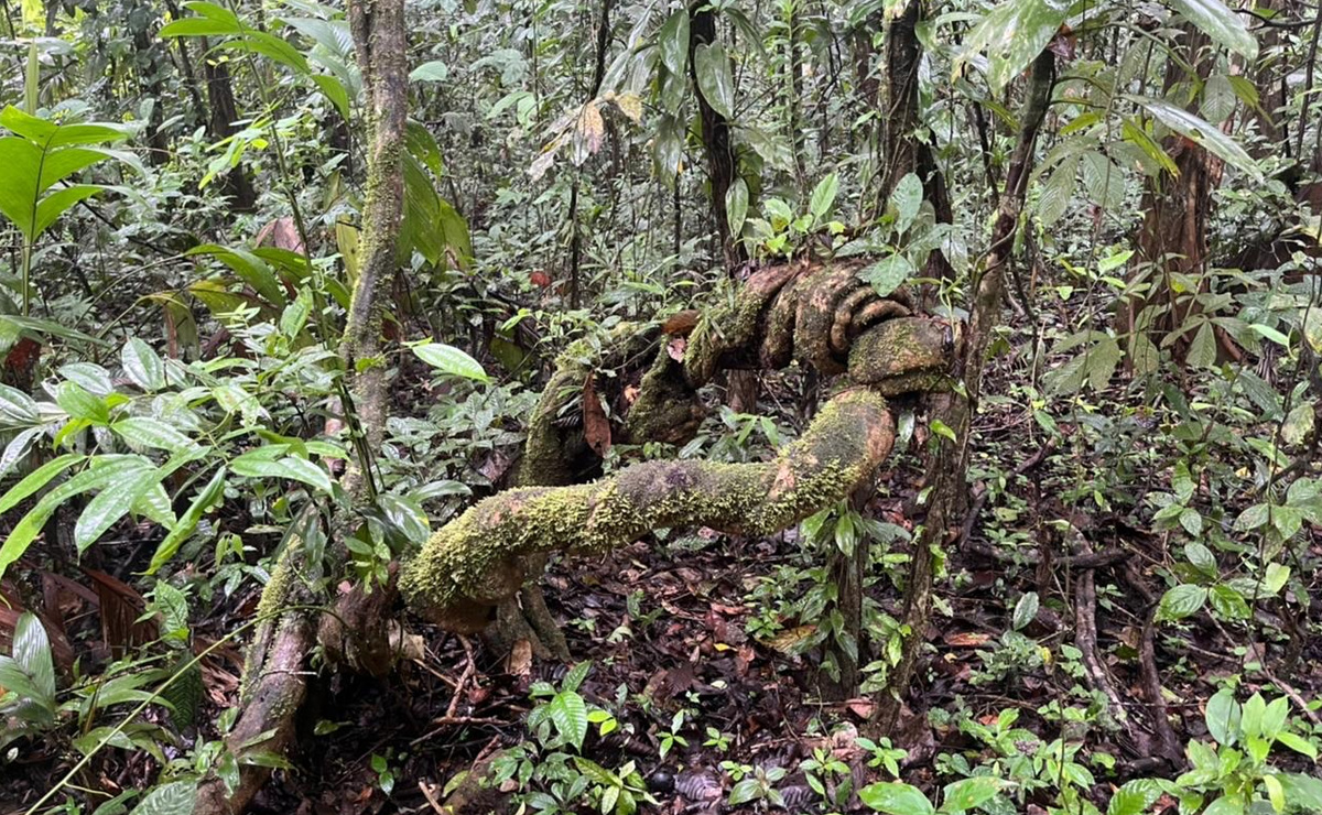 Reserva Selva Eterna