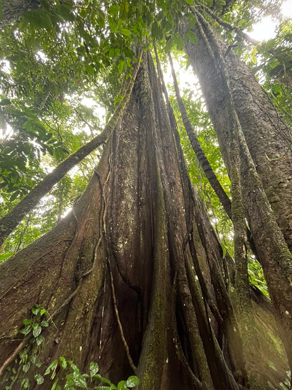 Reserva Selva Eterna