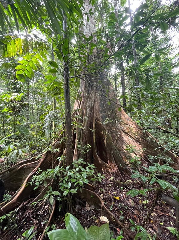 Reserva Selva Eterna