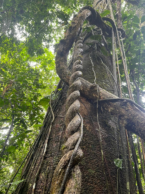 Reserva Selva Eterna
