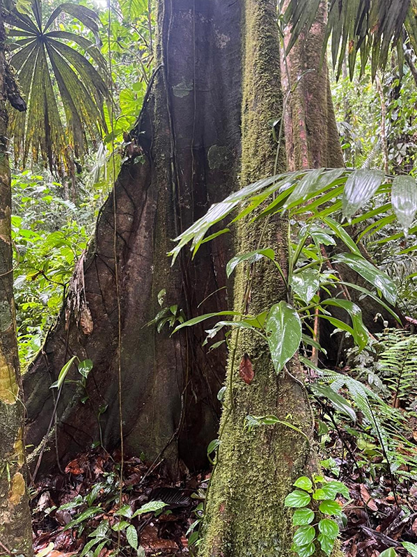 Reserva Selva Eterna