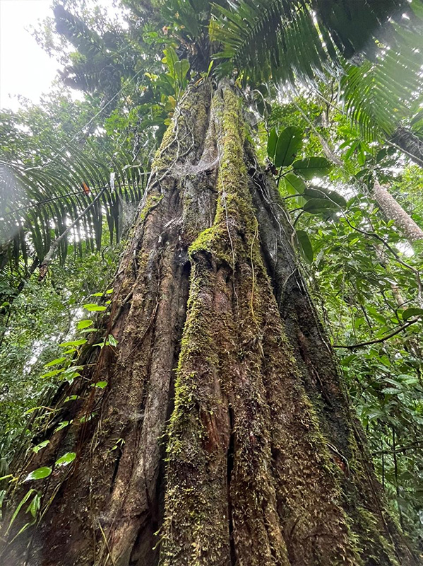 Reserva Selva Eterna